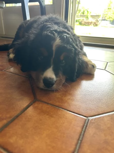 cucciola bovaro del bernese con pedigree | Foto 0