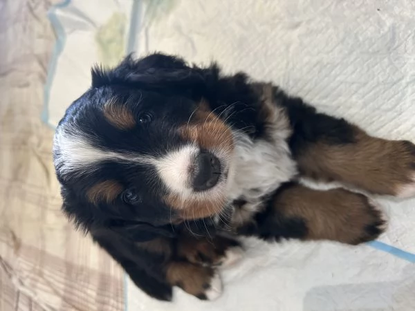 Ultima cucciola bovaro del bernese con pedigree | Foto 2