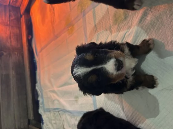 Ultima cucciola bovaro del bernese con pedigree | Foto 1