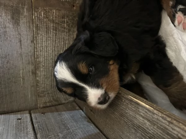 Ultima cucciola bovaro del bernese con pedigree | Foto 0