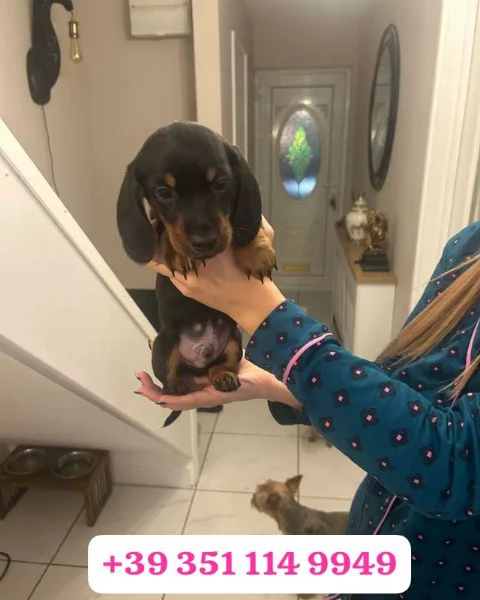 Regala un cucciolo di Bassotto maschio e una femmina