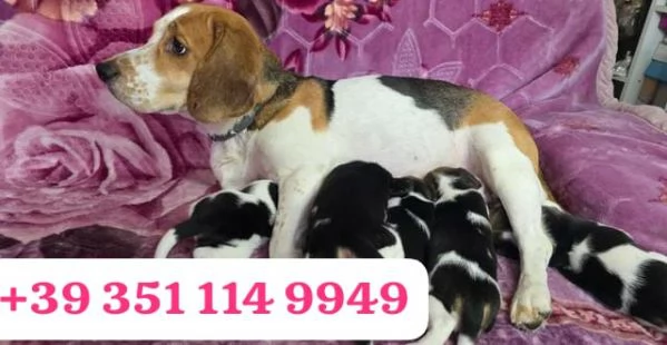 Regala un cucciolo di Beagle maschio e una femmina