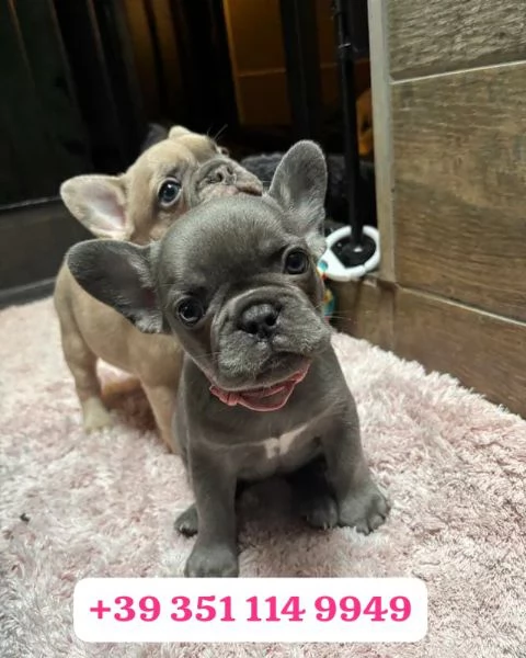 Regala un cucciolo di Bulldog francese maschio e una femmina | Foto 1