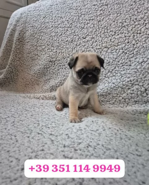 Regala un cucciolo di Carlino maschio e una femmina