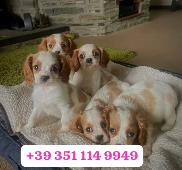 Regala un cucciolo di Cavalier King maschio e una femmina | Foto 1