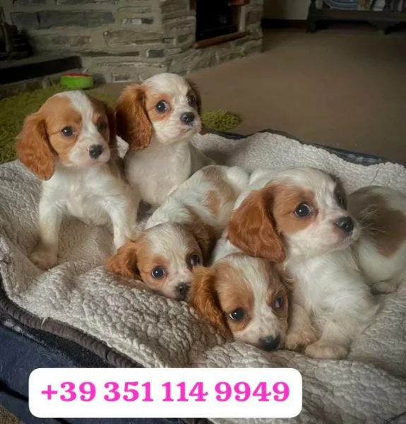 Regala un cucciolo di Cavalier King maschio e una femmina | Foto 0