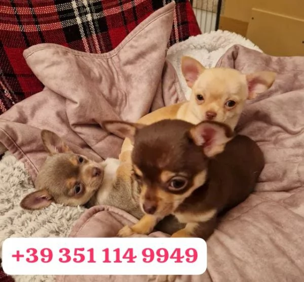 Regala un cucciolo di Chihuahua maschio e una femmina | Foto 1