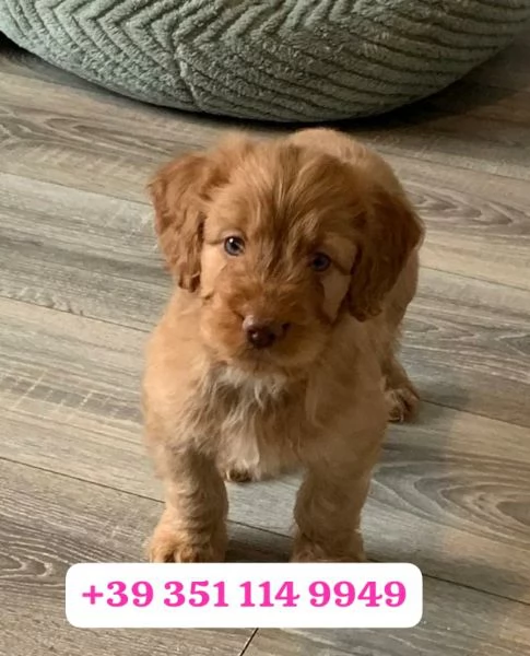 Regala un cucciolo di Cocker Spaniel Inglese maschio e una femmina | Foto 1