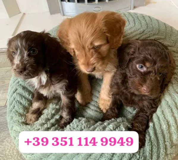 Regala un cucciolo di Cocker Spaniel Inglese maschio e una femmina