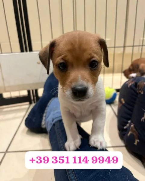Regala un cucciolo di Jack Russel maschio e una femmina | Foto 0