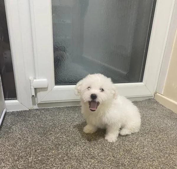 Regala un cucciolo di Maltese maschio e una femmina