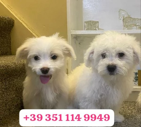 Regala un cucciolo di Maltese maschio e una femmina | Foto 2