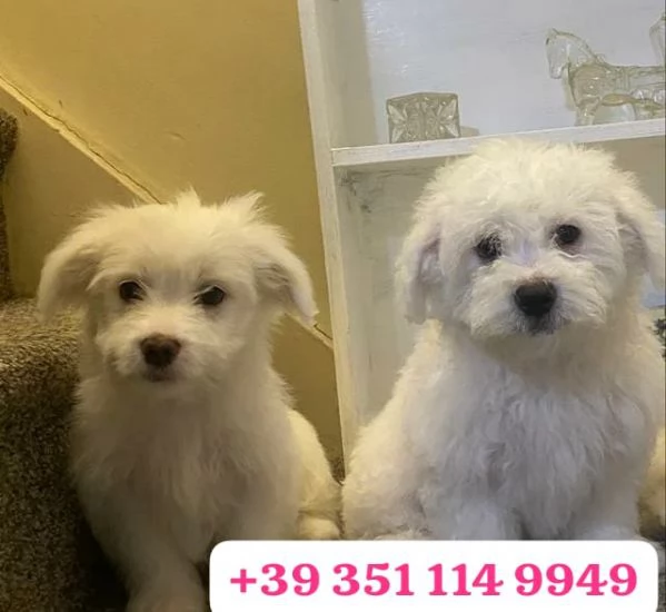 Regala un cucciolo di Maltese maschio e una femmina | Foto 1
