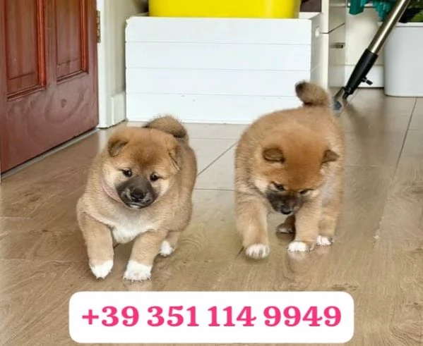 Regala un cucciolo di Shiba Inu maschio e una femmina