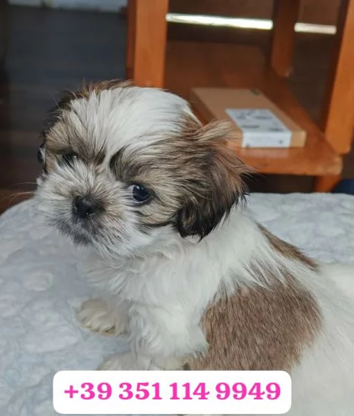 Regala un cucciolo di Shitzu maschio e una femmina | Foto 0