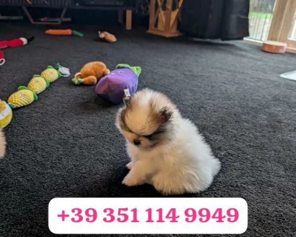 Regala un cucciolo di Volpino Pomerania maschio e una femmina | Foto 2