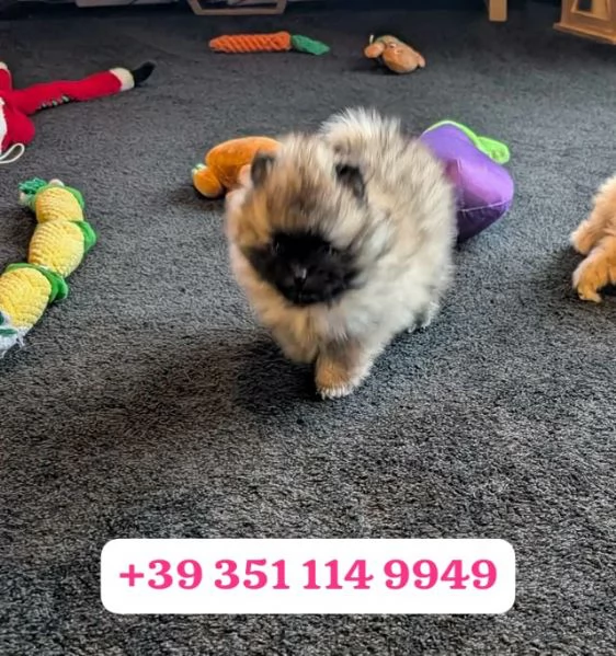 Regala un cucciolo di Volpino Pomerania maschio e una femmina | Foto 1