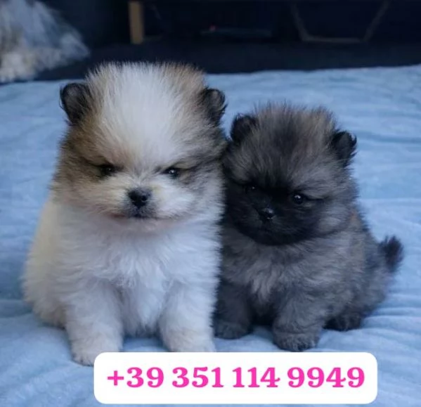 Regala un cucciolo di Volpino Pomerania maschio e una femmina
