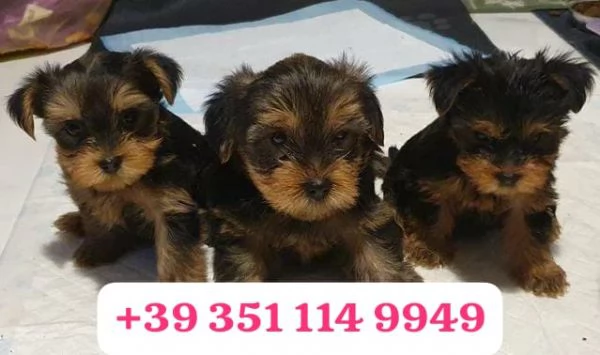 Regala un cucciolo di Yorkshire maschio e una femmina