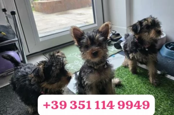 Regala un cucciolo di Yorkshire maschio e una femmina | Foto 2