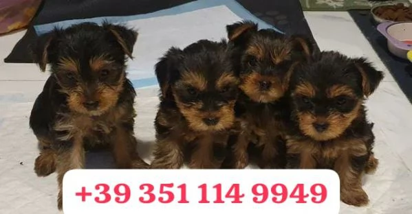 Regala un cucciolo di Yorkshire maschio e una femmina | Foto 1