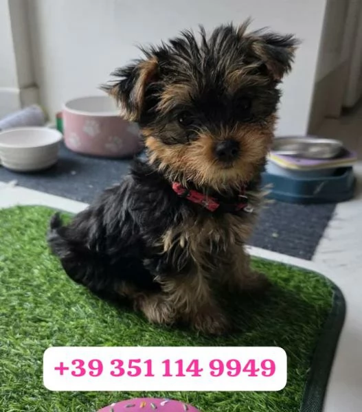 Regala un cucciolo di Yorkshire maschio e una femmina | Foto 0