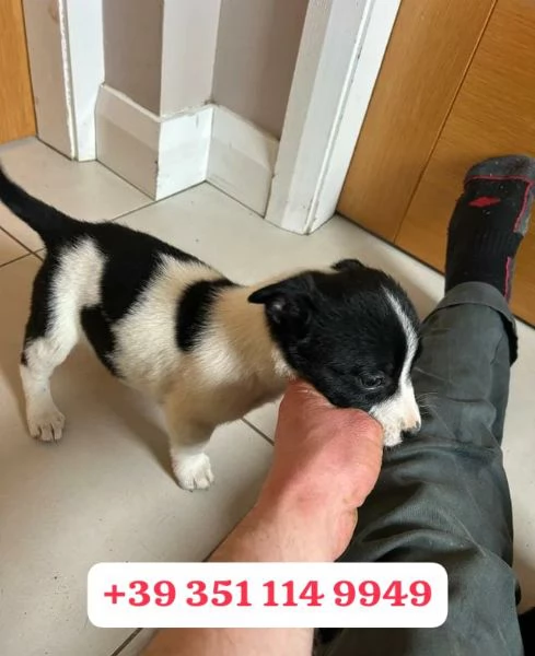 Regala un cucciolo di Border Collie maschio e una femmina | Foto 2