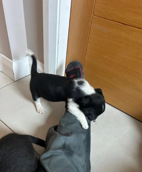 Regala un cucciolo di Border Collie maschio e una femmina | Foto 1