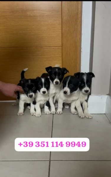 Regala un cucciolo di Border Collie maschio e una femmina