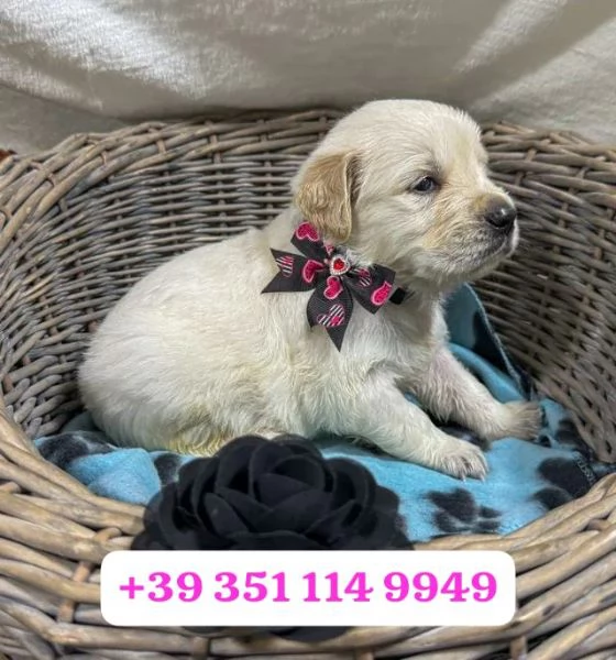 Regala un cucciolo di Golden Retriever maschio e una femmina | Foto 2