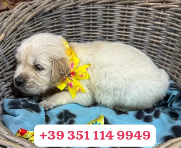 Regala un cucciolo di Golden Retriever maschio e una femmina | Foto 1
