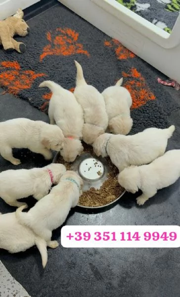 Regala un cucciolo di Golden Retriever maschio e una femmina | Foto 0