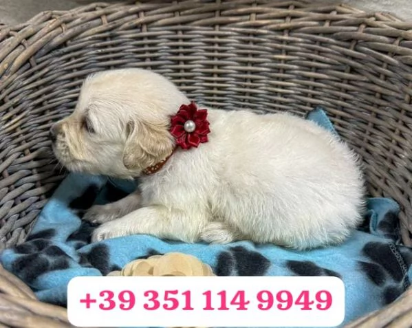 Regala un cucciolo di Golden Retriever maschio e una femmina
