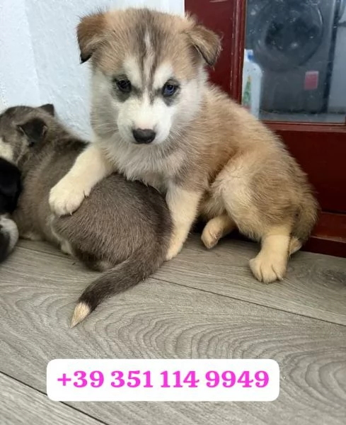 Regala un cucciolo di Husky maschio e una femmina