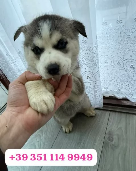 Regala un cucciolo di Husky maschio e una femmina | Foto 1