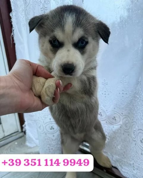 Regala un cucciolo di Husky maschio e una femmina | Foto 0