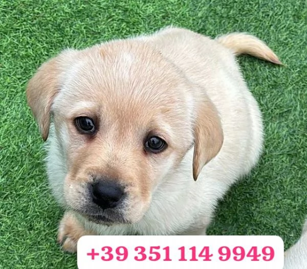 Regala un cucciolo di Labrador maschio e una femmina | Foto 2