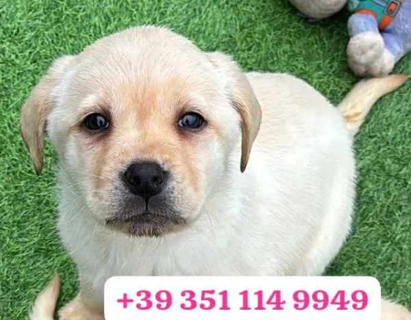 Regala un cucciolo di Labrador maschio e una femmina | Foto 1