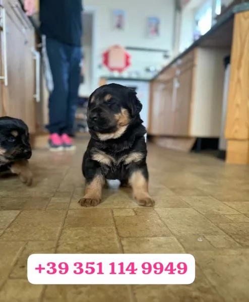 Regala un cucciolo di Rottweiler maschio e una femmina | Foto 1