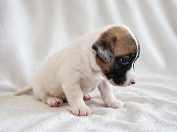 Bellissimi cuccioli di Jack Rassel terrier  | Foto 1