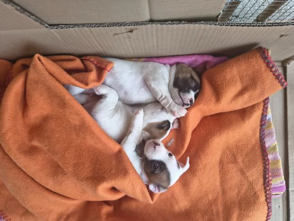 Bellissimi cuccioli di Jack Rassel terrier  | Foto 0