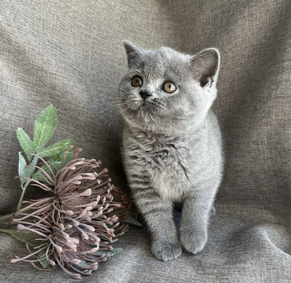Cuccioli di british shorthair  | Foto 0