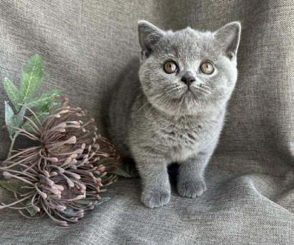 Cuccioli di british shorthair 