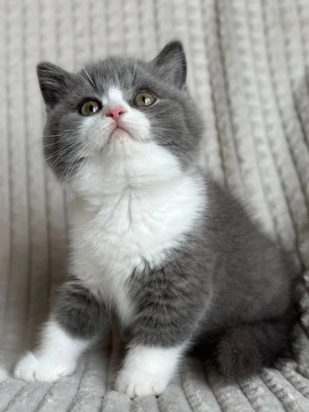 Cuccioli British shorthair