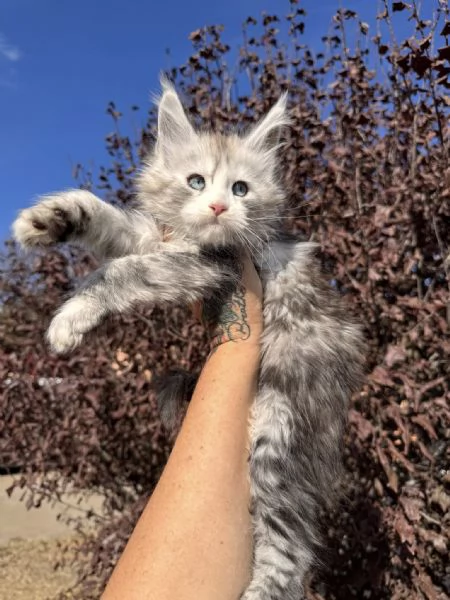 Gattini Maine CoonAmorevoli e Giocherelloni | Foto 0