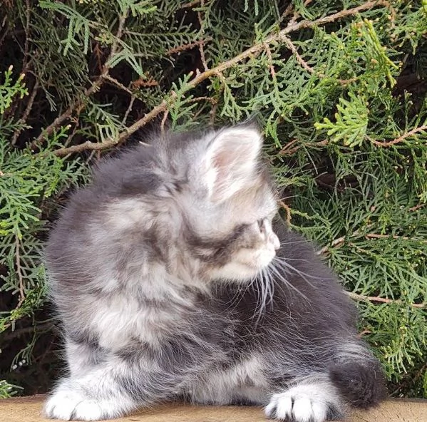 Cuccioli di Maine coon