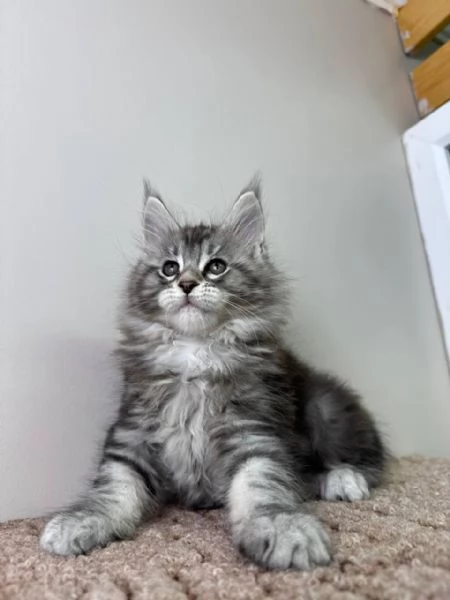 Gatti maine coon | Foto 0
