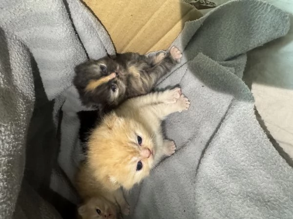 Splendidi cuccioli di tipo Gatto Persiano