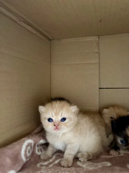 Splendidi cuccioli di tipo Gatto Persiano | Foto 2