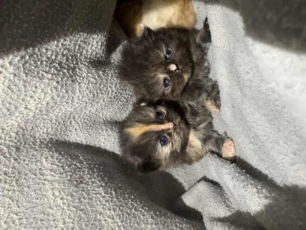 Splendidi cuccioli di tipo Gatto Persiano | Foto 1